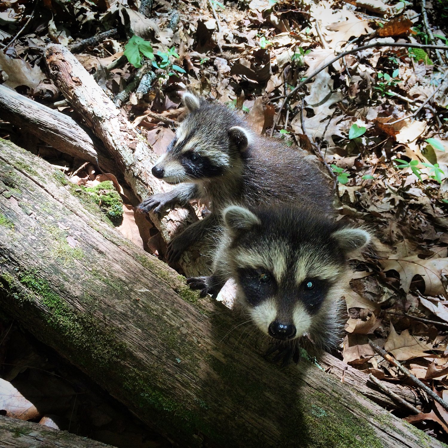 After their mother lost her life when hit by a vehicle, these baby raccoons made the trek to PWRC where staff stepped in to support them until they were strong enough to be released.